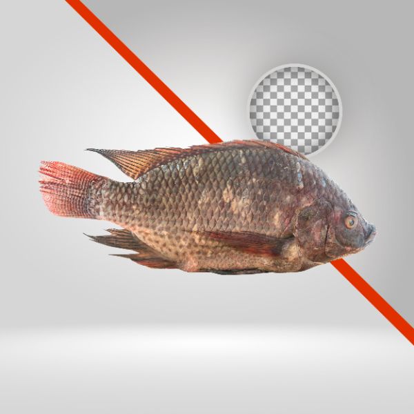 TILÁPIA, PEIXE FRESCO, PESCADO, PEIXARIA, CARNE, CONGELADOS, PÁSCOA, PESCA, IMAGEM REAL COM FUNDO TRANSPARENTE PNG